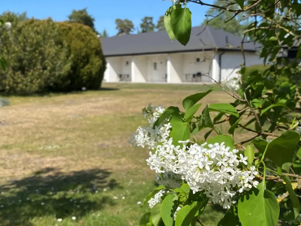 Blommande grönområde vid hotellrum på Höllviksnäs i Höllviken